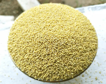 Hạt kê Tách Vỏ Nguyên Chất (Kê nếp, kê tẻ)